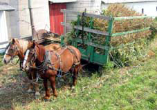 Amish Horse and Cart